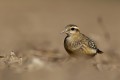 Eurasian Dotterel