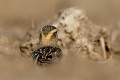 Eurasian Dotterel