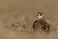 Eurasian Dotterel