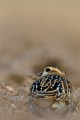 Eurasian Dotterel