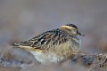 Eurasian Dotterel