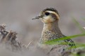 Eurasian Dotterel