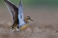 Eurasian Dotterel