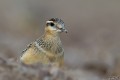 Eurasian Dotterel