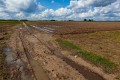 Eurasian Dotterel's fields