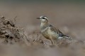 Eurasian Dotterel